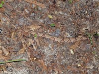 Southern Copperhead Snake