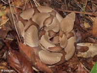 Copperhead Snake