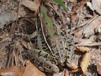 Southern Leopard Frog