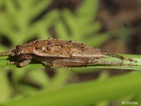 Jumping Bush Cricket