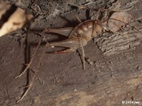 Camel Cricket