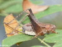 Restless Bush Cricket