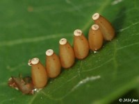 Assassin Bug Eggs