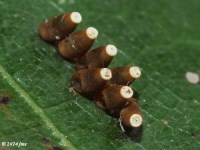 Assassin Bug Eggs