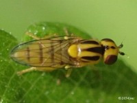 Grass Fly