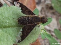 Bee Fly