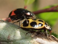 Lady Beetle