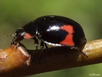 Lady Beetle