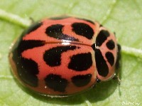 Lady Beetle