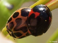 Lady Beetle