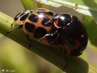 Lady Beetle