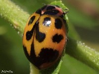 Lady Beetle