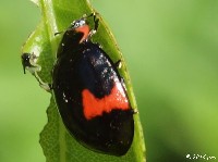 Lady Beetle