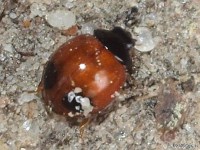 Lady Beetle