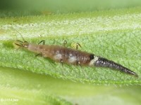 Brown Lacewing Larvae