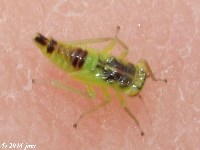 Leafhopper Nymph