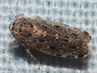 Leafhopper