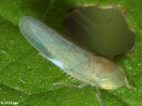 Leafhopper