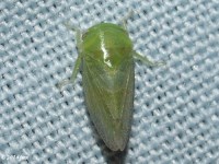 Leafhopper