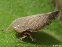 Leafhopper