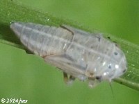 Leafhopper Nymph