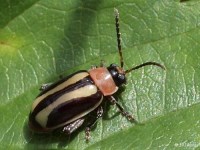 Flea Beetle