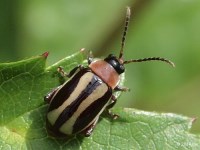 Flea Beetle