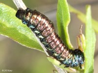 Leaf Beetle Larvae