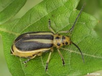 Groundselbush Beetle