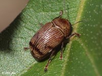 Leaf Beetle