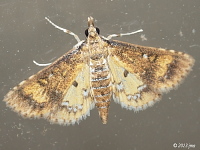 Waterhyacinth Moth