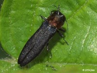 Metallic Wood Boring Beetle 