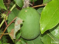 Passion Flower Fruit