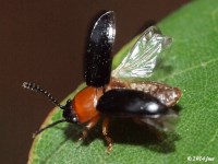 Pleasing Fungus Beetle