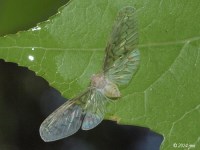 Derbid Planthopper