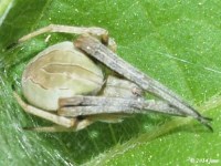 Orbweaver Spider