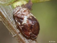 Spittlebug on Wild Grape