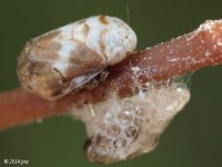 Spittlebug on Wild Grape