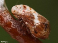 Spittlebug on Wild Grape