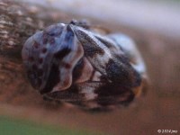 Spittlebug on Wild Grape