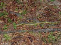 Speckled Kingsnake