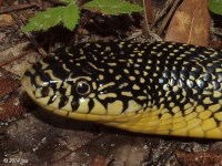 Speckled Kingsnake