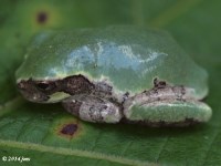 Gray Treefrog