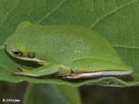 Green Treefrog