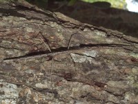 Northern Walking Stick, Female