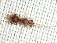 Braconid Wasp