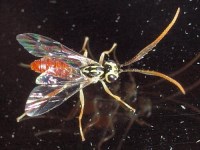 Ichneumon Wasp