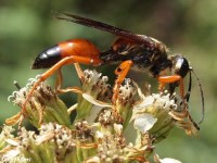 Great Golden Digger Wasp