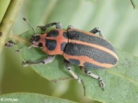 Sesbania Clown Weevil