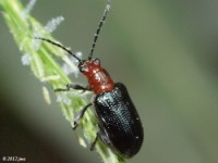 Leaf Beetle